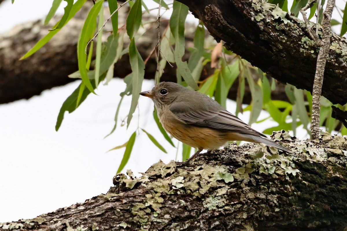 Rufous Whistler - ML638484031