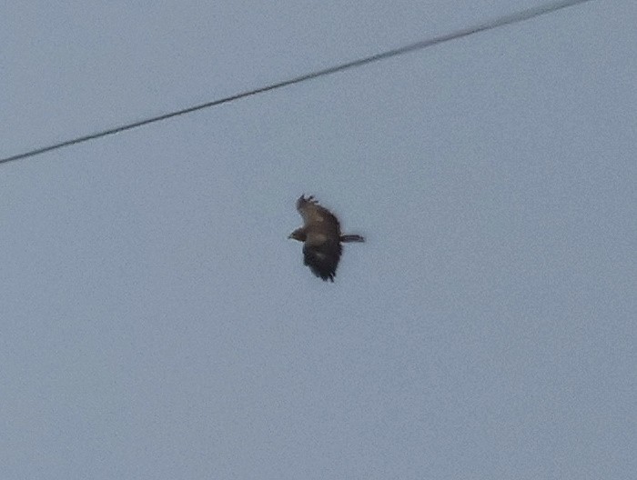 Lesser Spotted Eagle - ML638484040