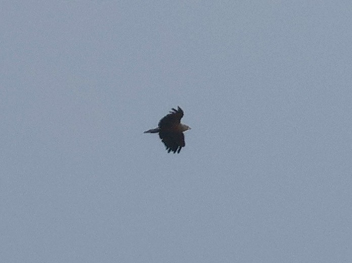 Lesser Spotted Eagle - ML638484048