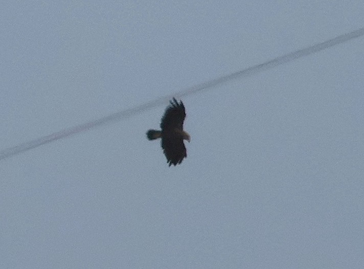 Lesser Spotted Eagle - ML638484053