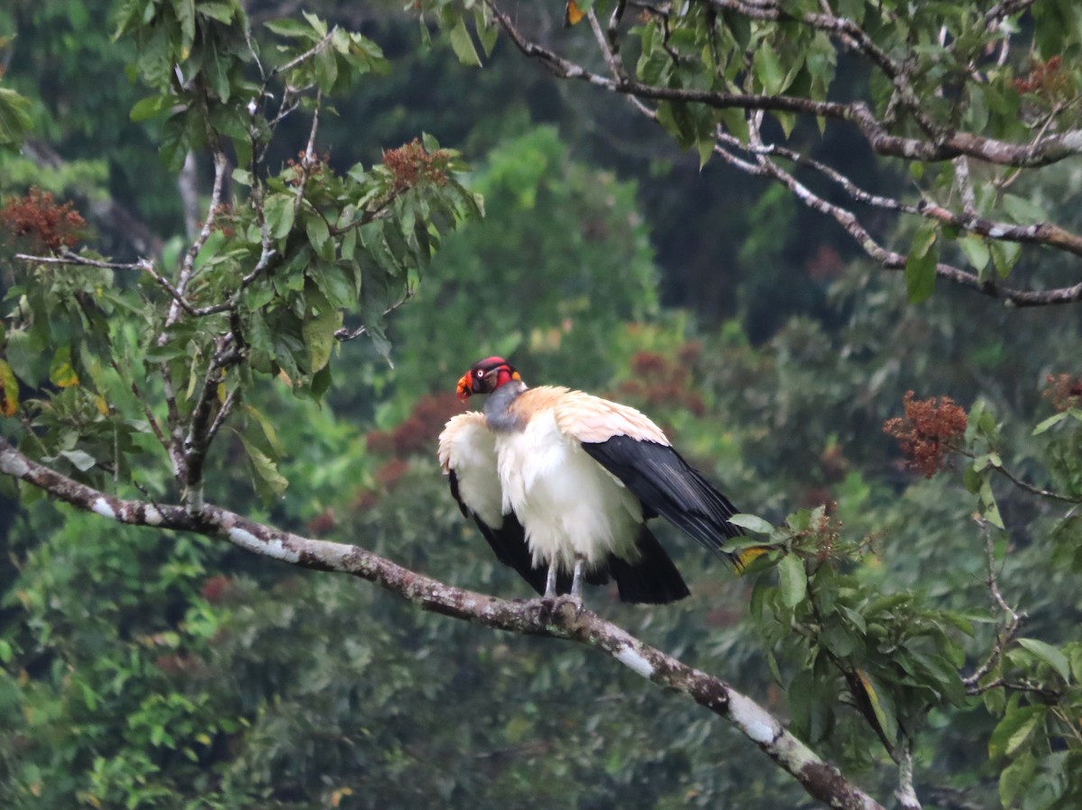 King Vulture - ML638484055