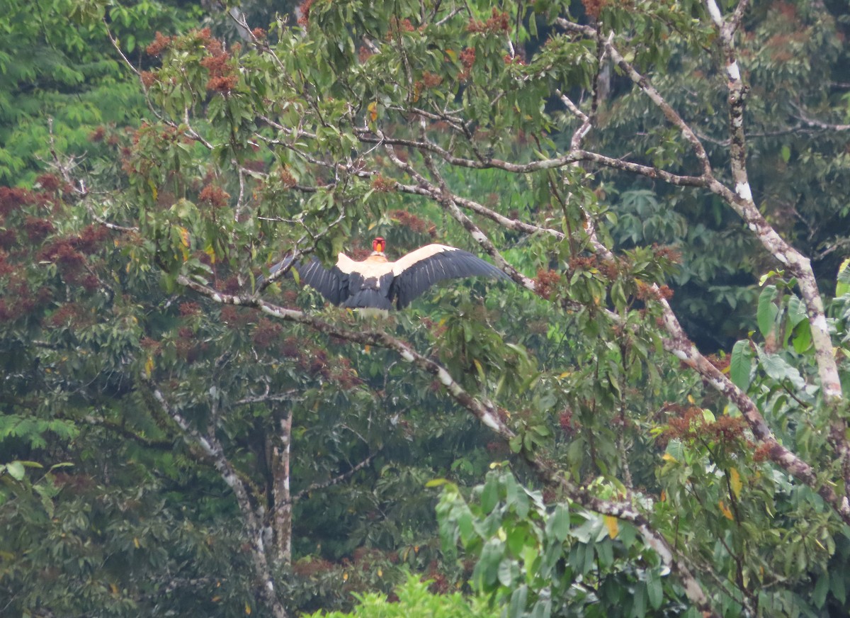 King Vulture - ML638484064