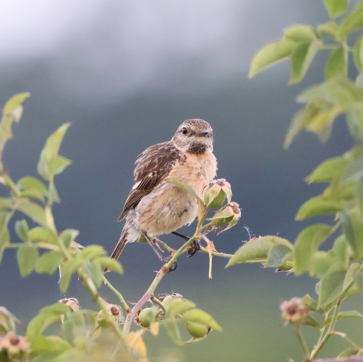 European Stonechat - ML638484097
