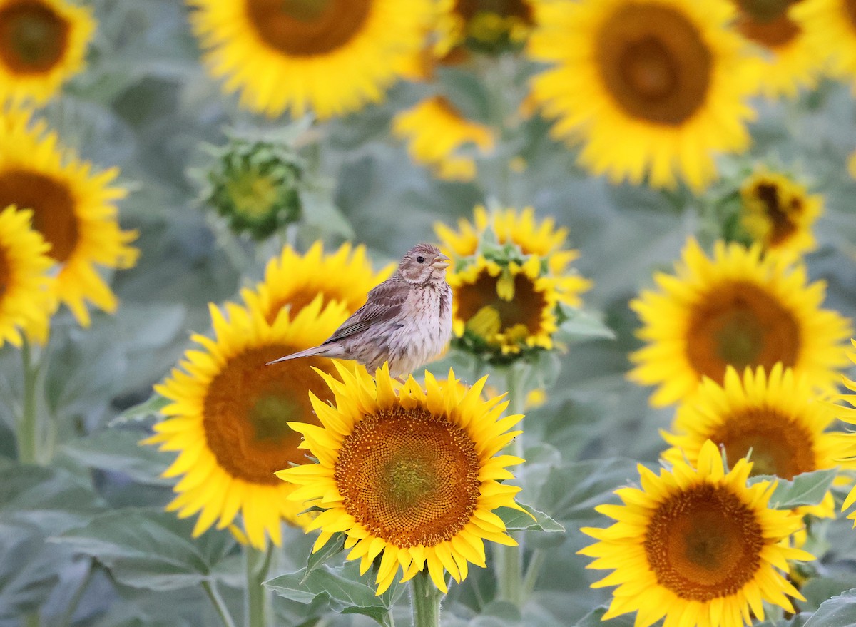 Corn Bunting - ML638484099