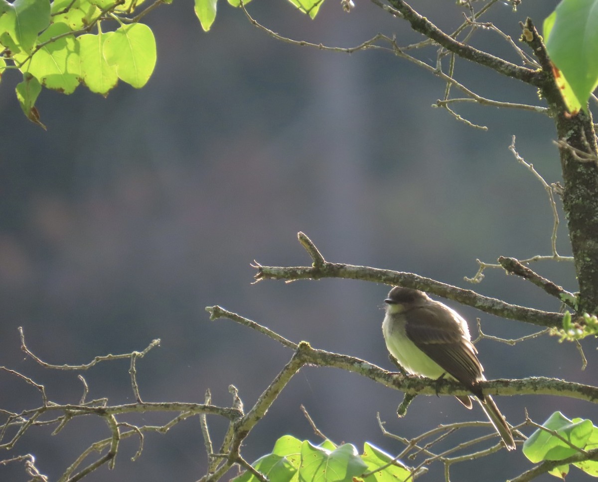 Eastern Phoebe - ML638484101