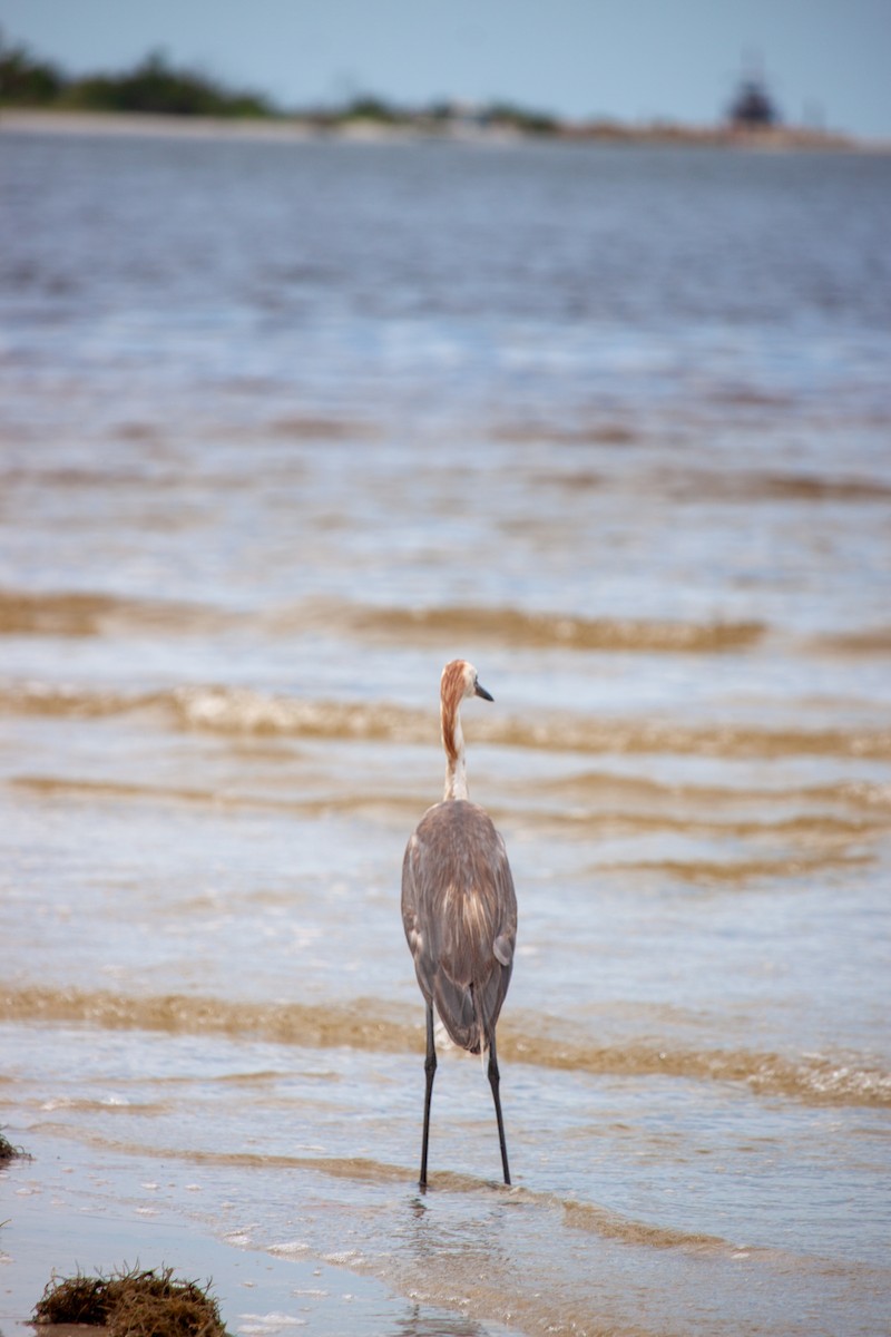 Reddish Egret - ML638484107