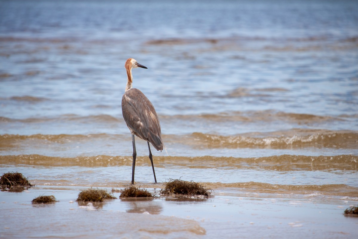 Reddish Egret - ML638484108