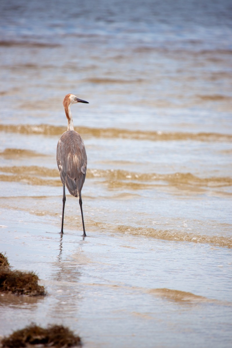 Reddish Egret - ML638484109