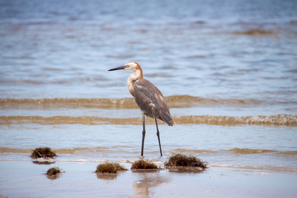 Reddish Egret - ML638484110
