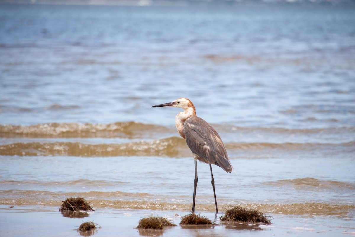 Reddish Egret - ML638484111