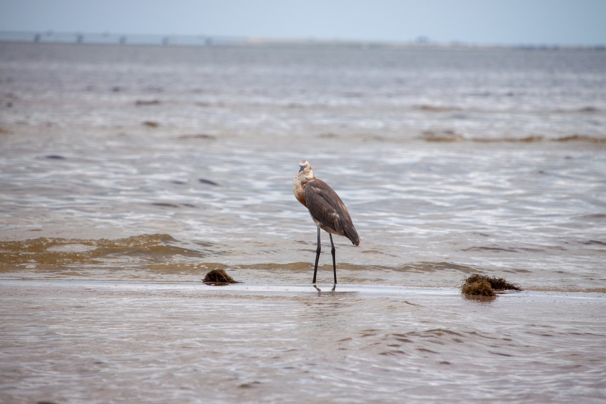 Reddish Egret - ML638484112