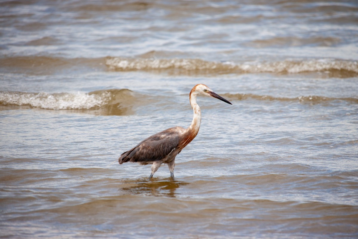 Reddish Egret - ML638484113