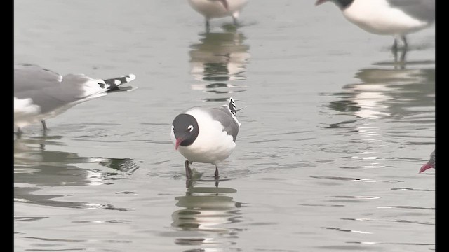 Franklin's Gull - ML638484119