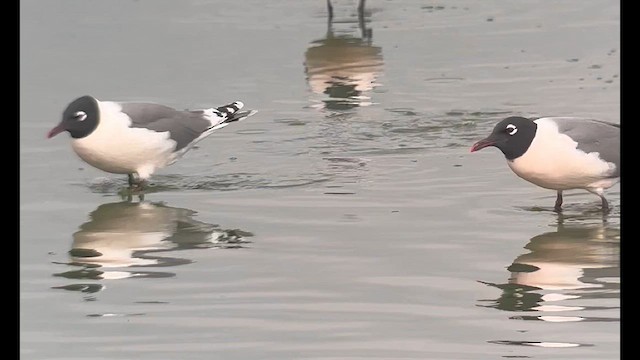Franklin's Gull - ML638484120