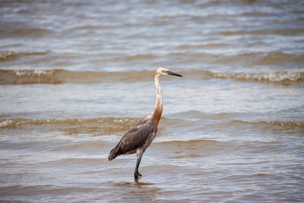 Reddish Egret - ML638484139