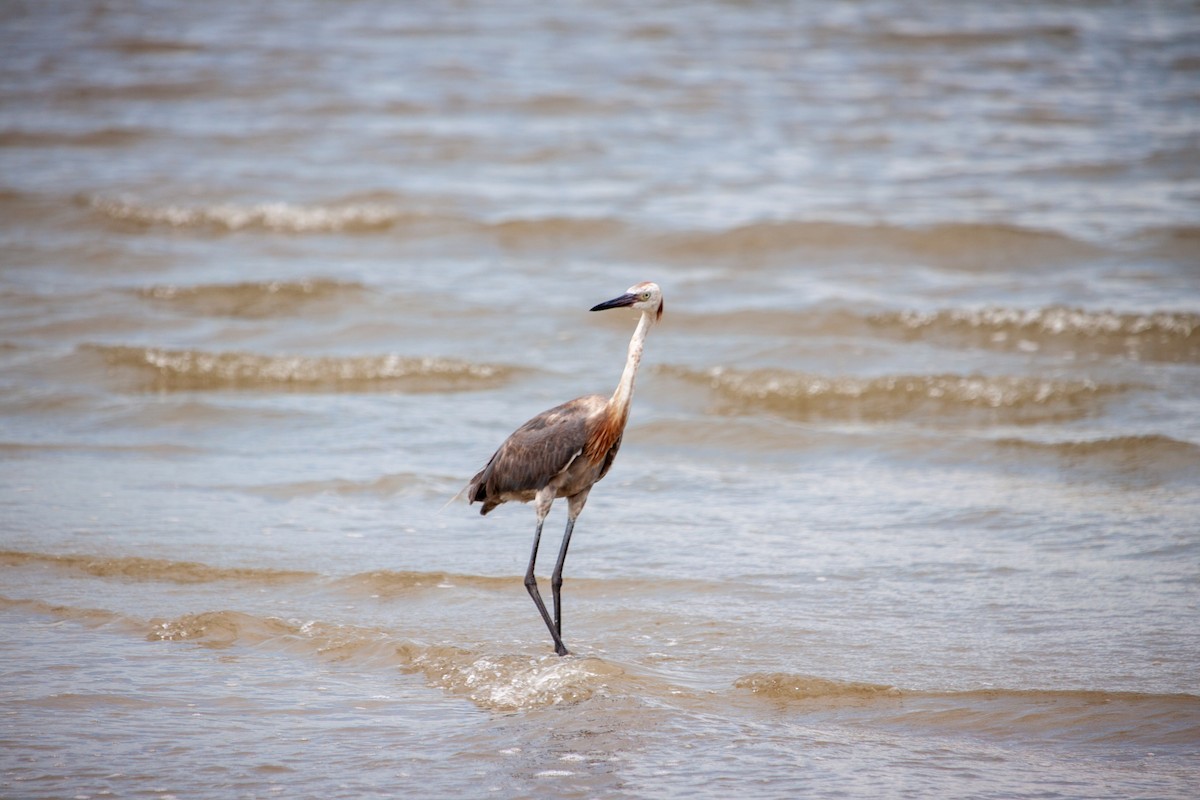 Reddish Egret - ML638484140
