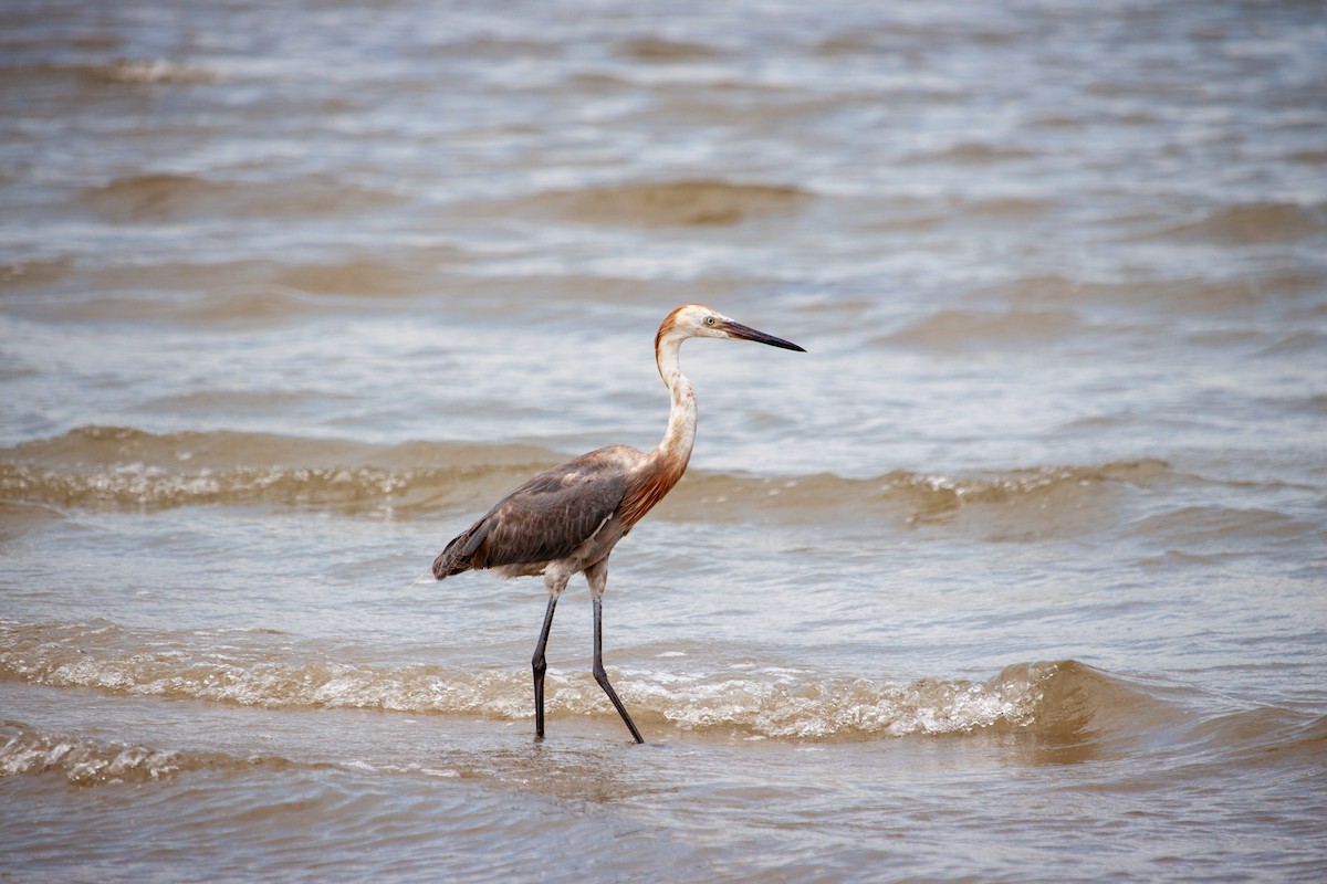 Reddish Egret - ML638484141