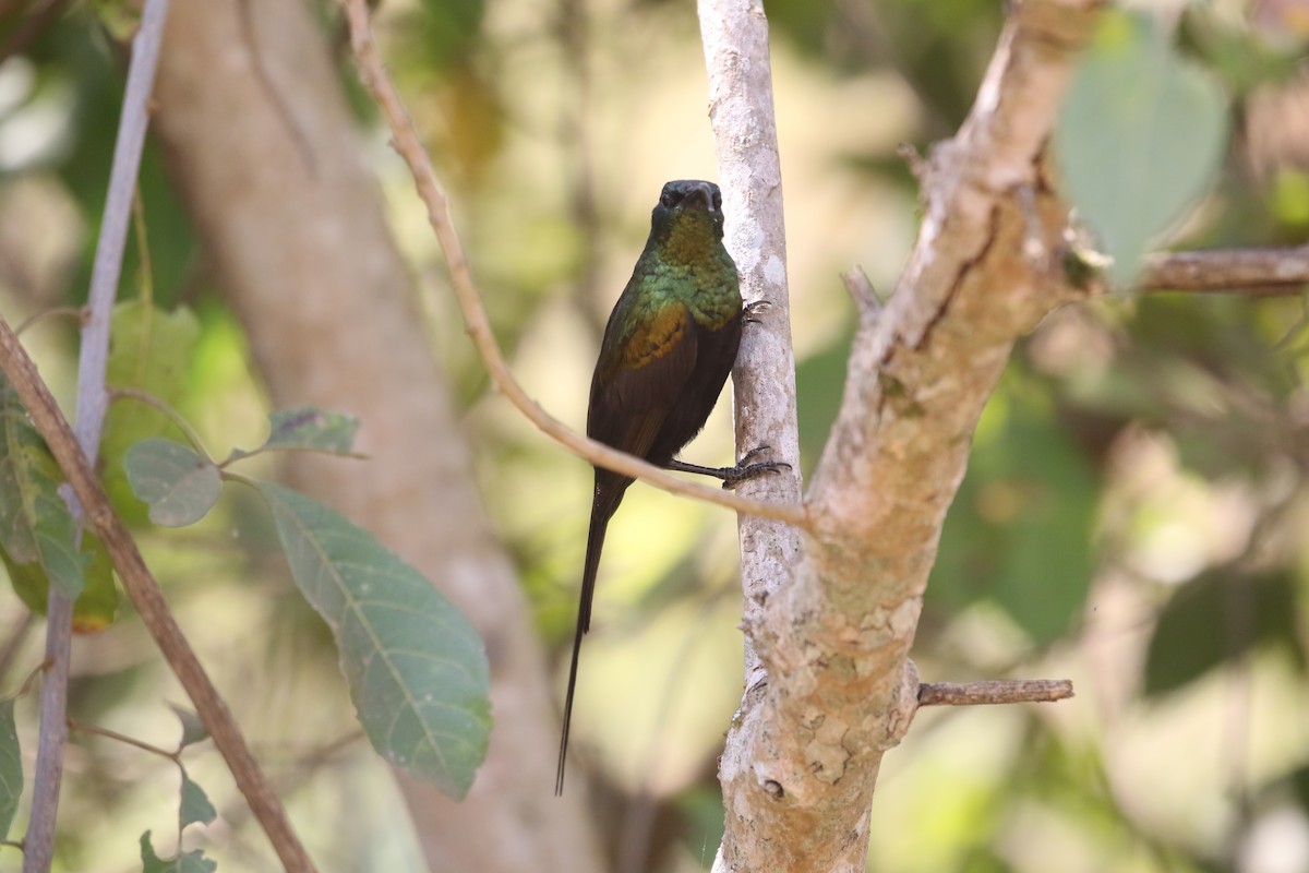 Bronze Sunbird - ML638484142