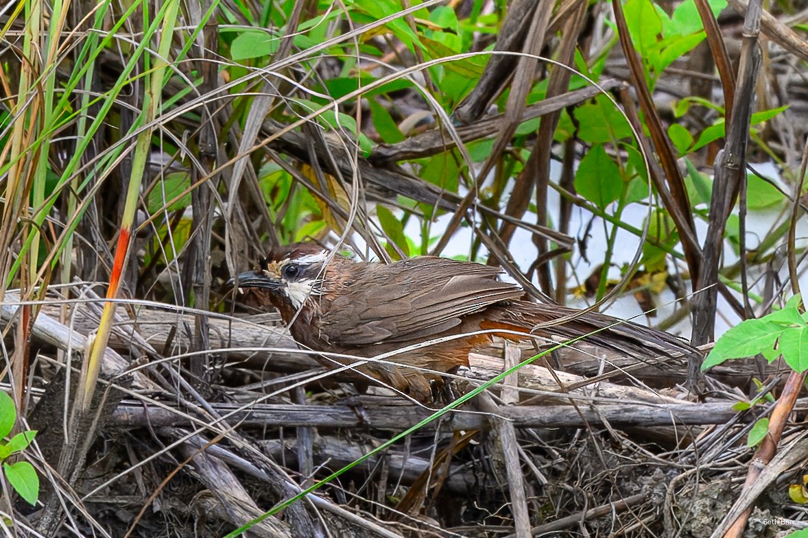 White-browed Laughingthrush - ML638484144