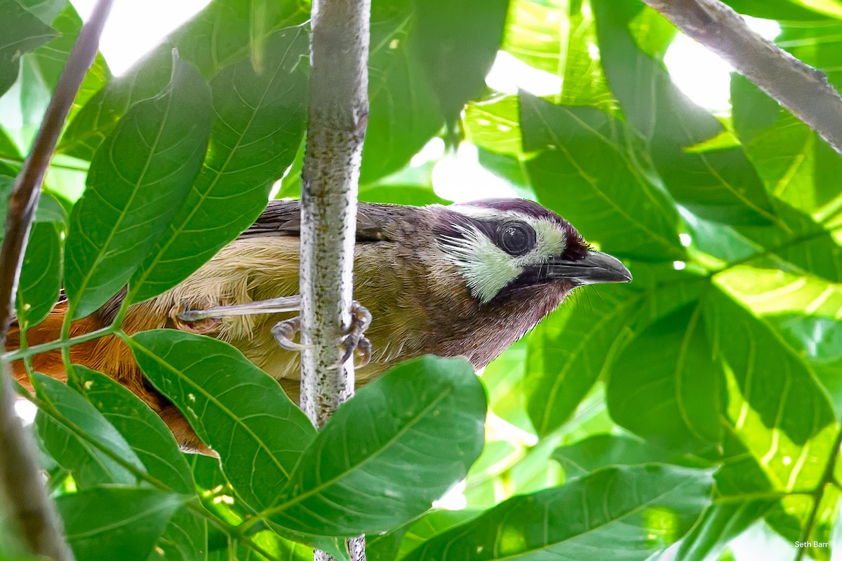 White-browed Laughingthrush - ML638484145