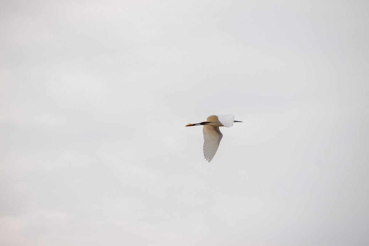 Snowy Egret - ML638484153