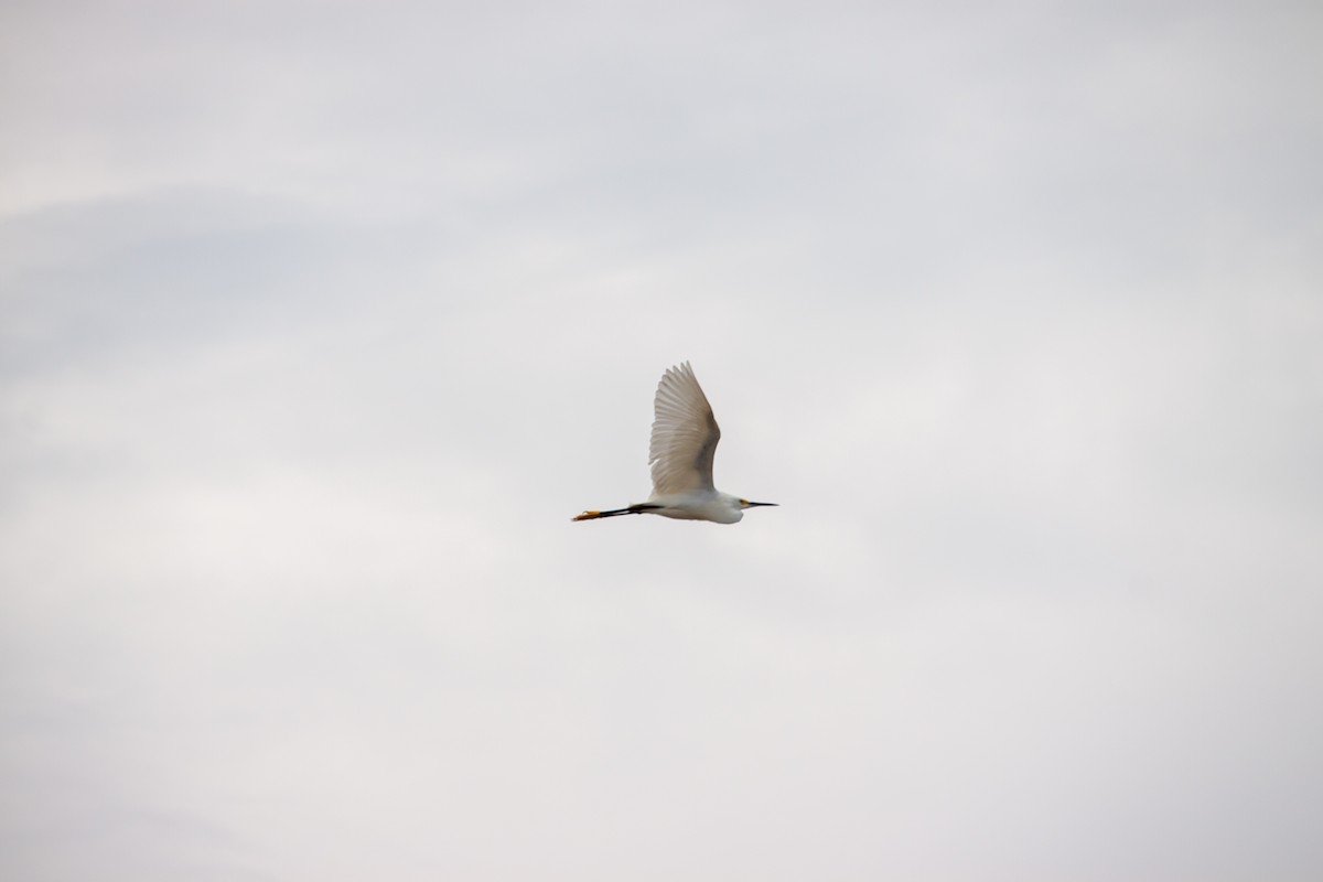 Snowy Egret - ML638484154
