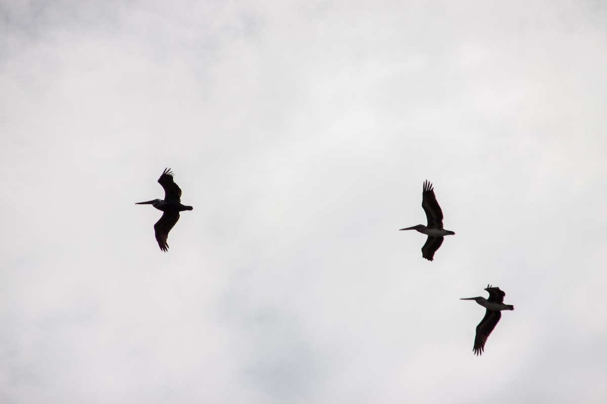 Brown Pelican - ML638484170