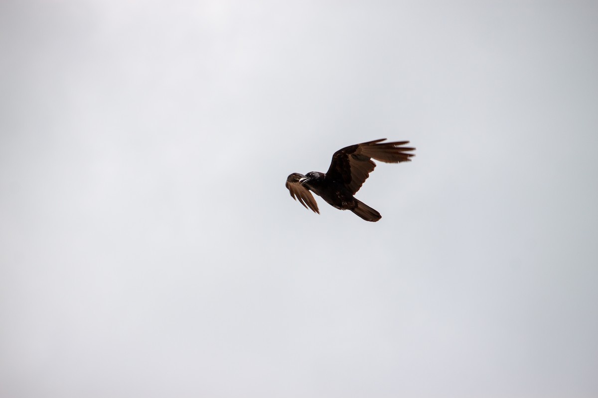 Fish Crow - ML638484178