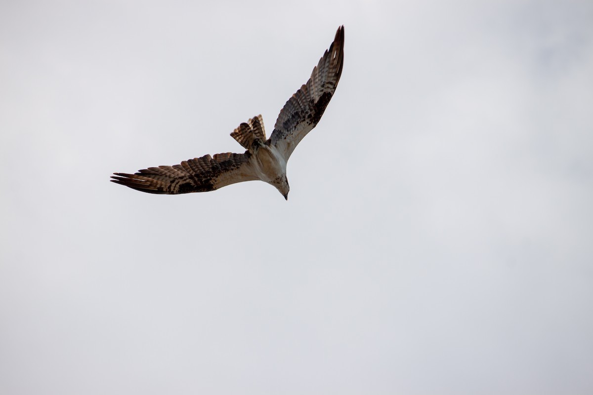 Osprey - ML638484190