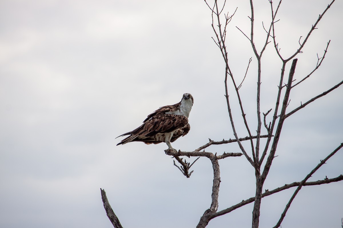Osprey - ML638484192