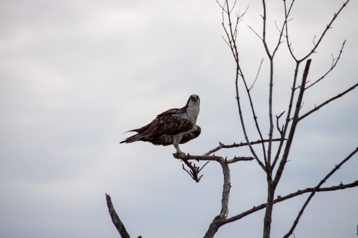 Osprey - ML638484193