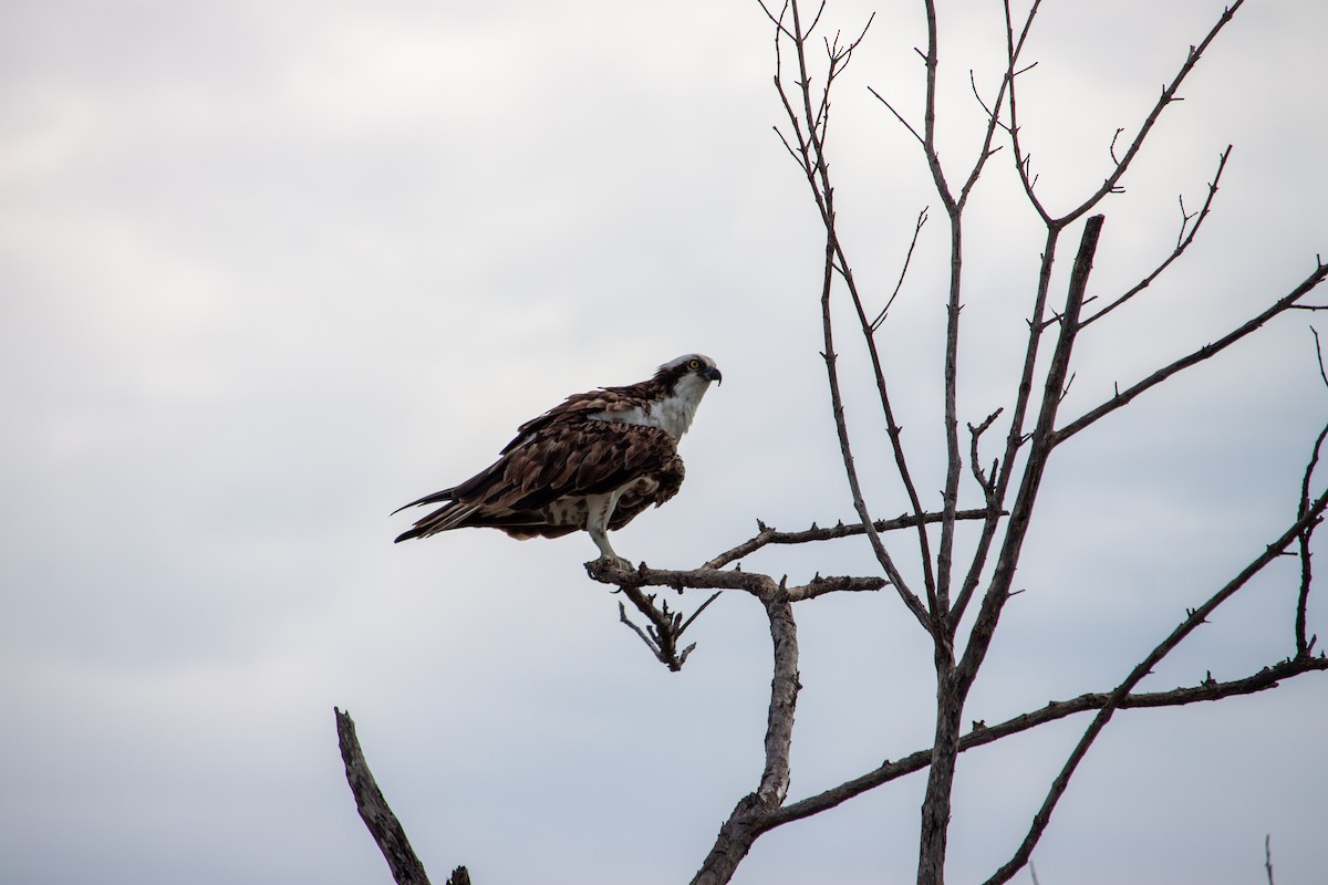 Osprey - ML638484194