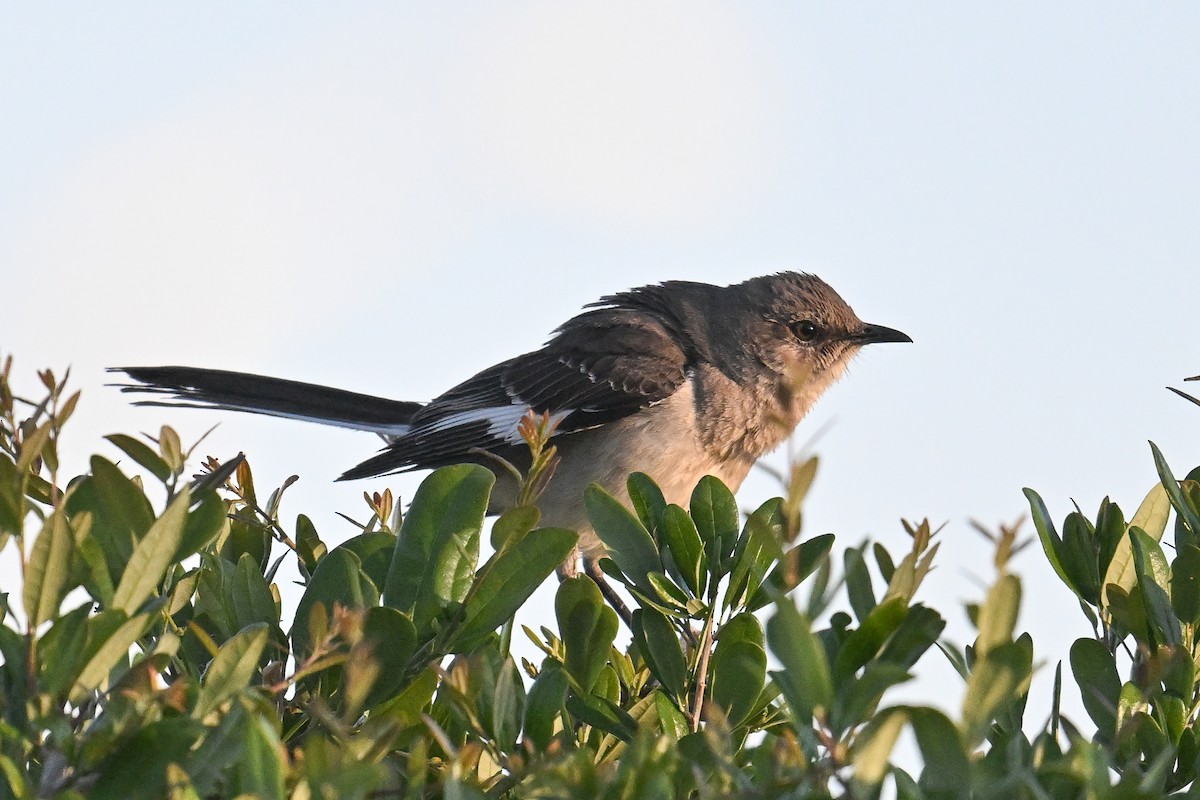 Northern Mockingbird - ML638484210