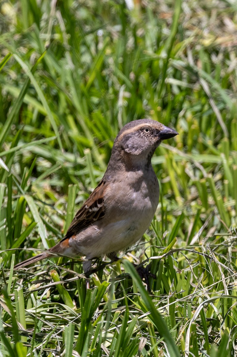 Kenya Rufous Sparrow - ML638484222