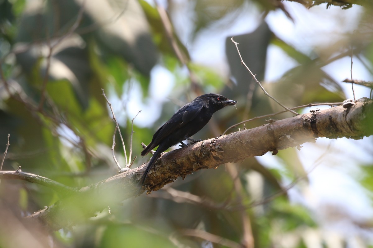 Fork-tailed Drongo - ML638484234