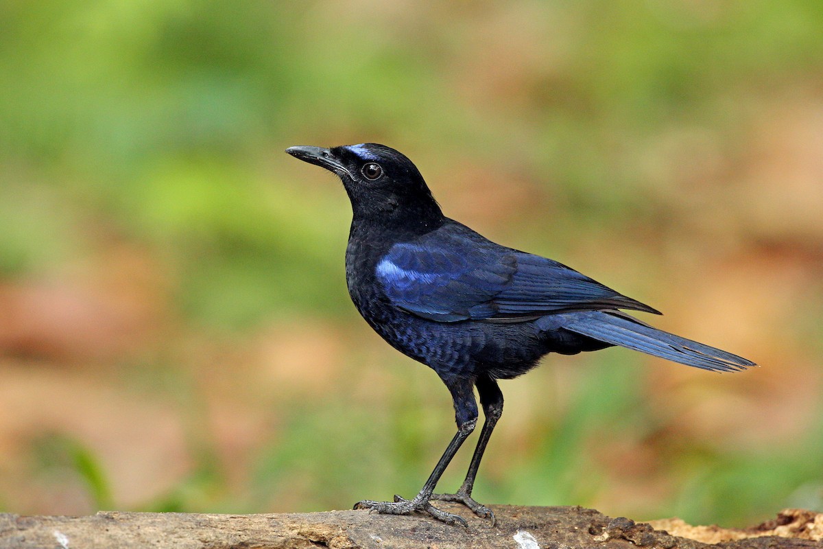Malabar Whistling-Thrush - ML638484235