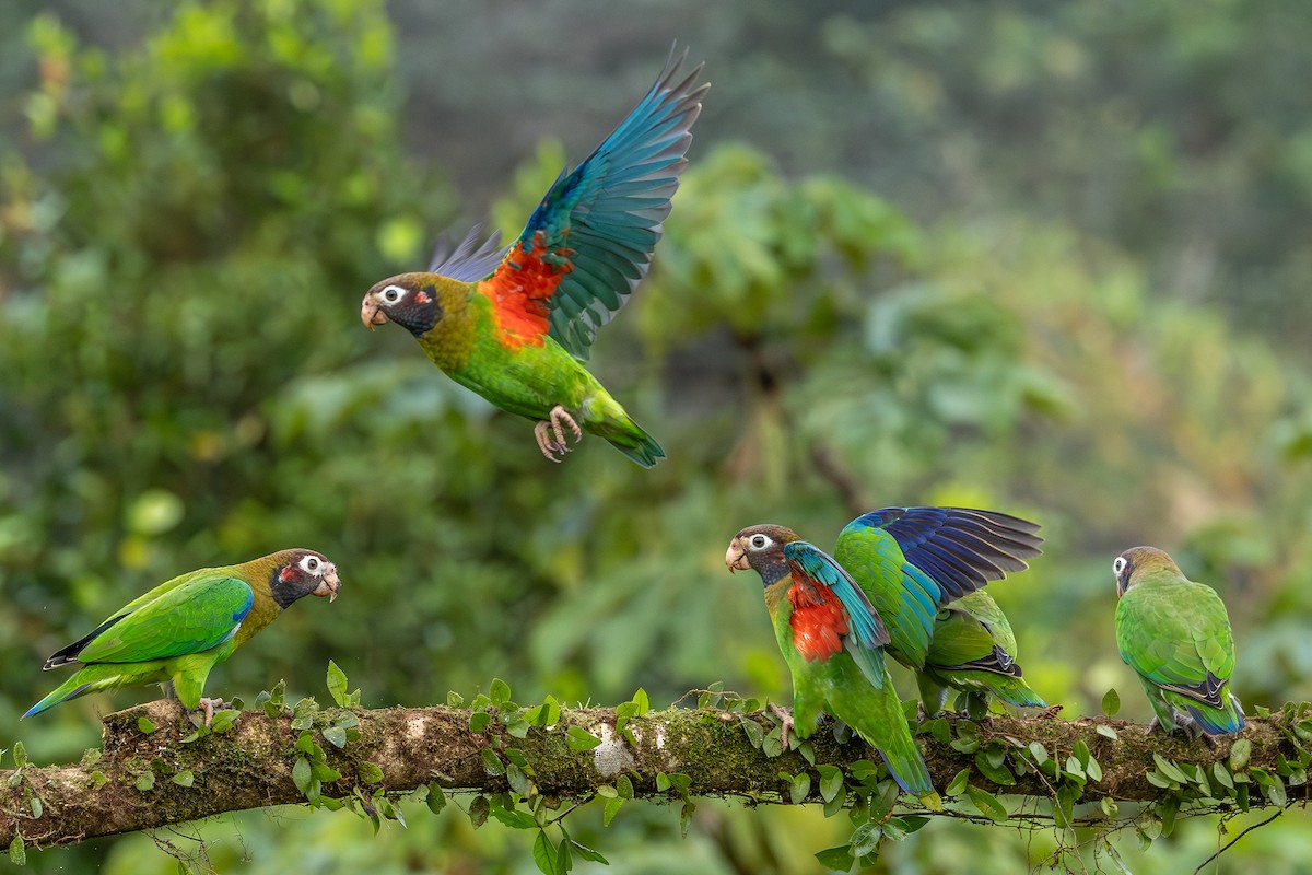 Brown-hooded Parrot - ML638484239
