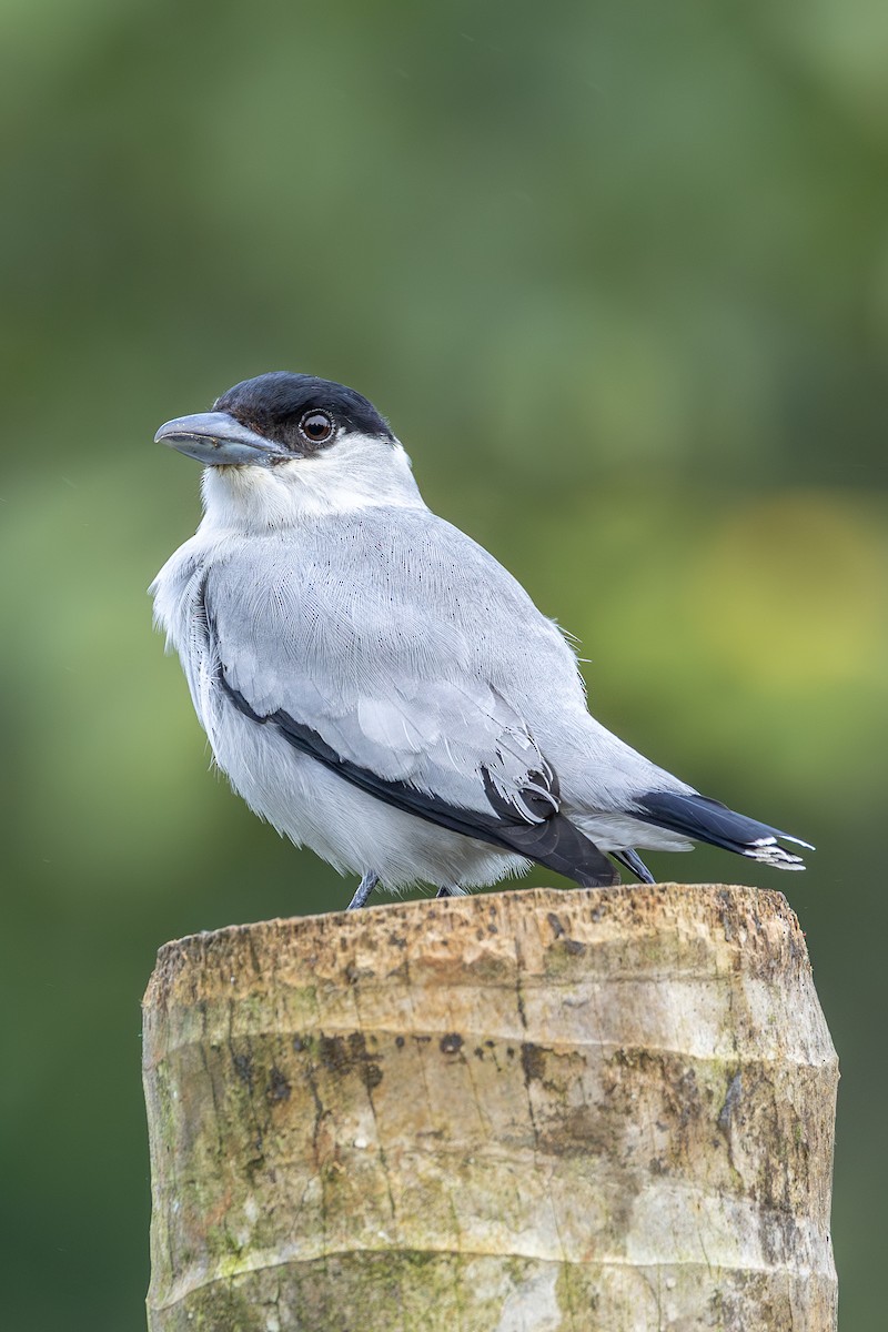 Black-crowned Tityra - ML638484301