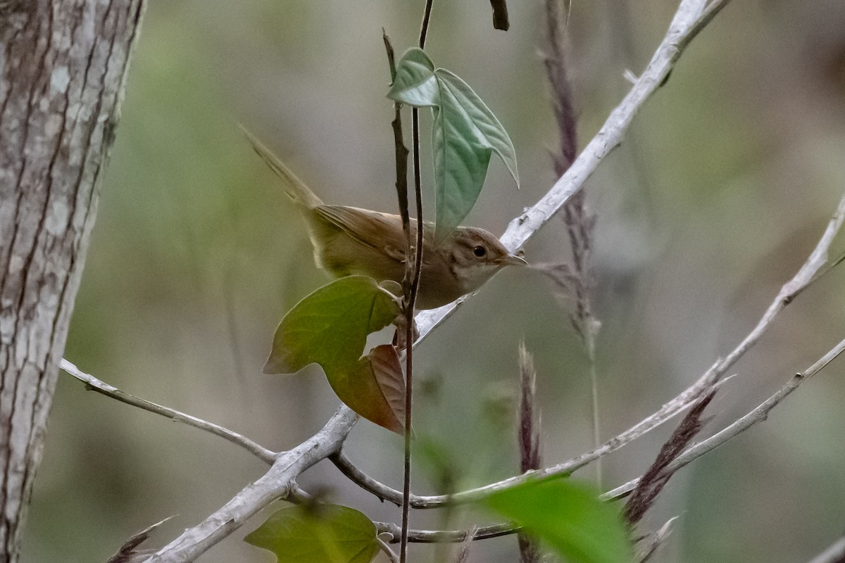 Tawny Grassbird - ML638484312