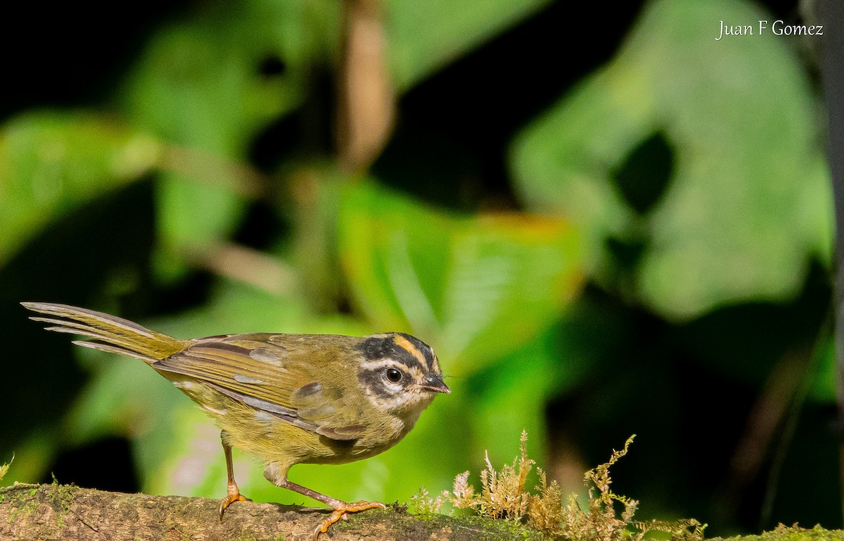 Three-striped Warbler - ML638484329
