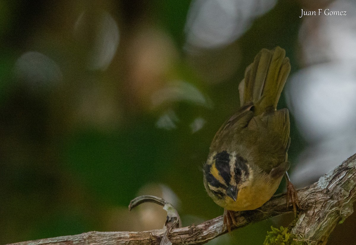 Three-striped Warbler - ML638484330