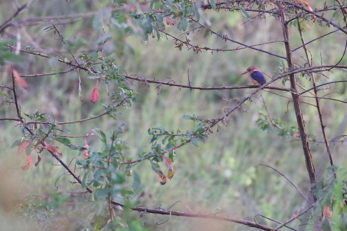 African Pygmy Kingfisher - ML638484350