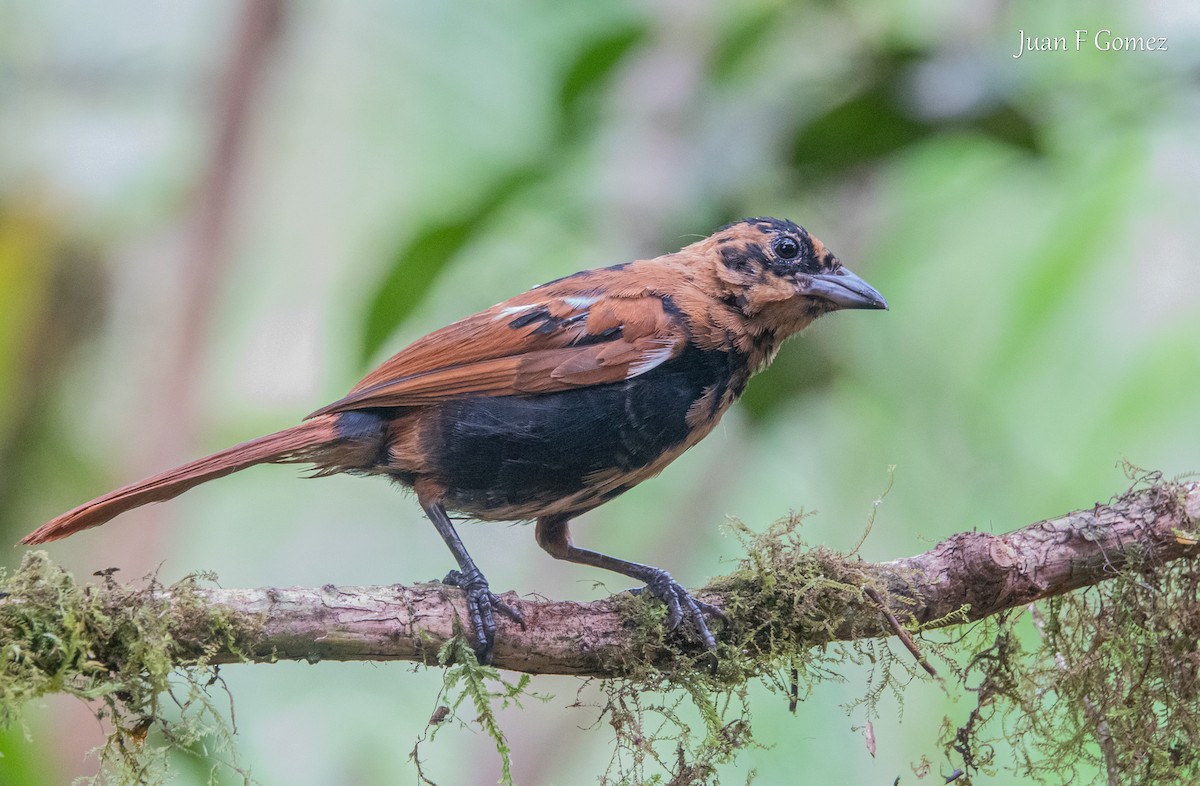 White-lined Tanager - ML638484351