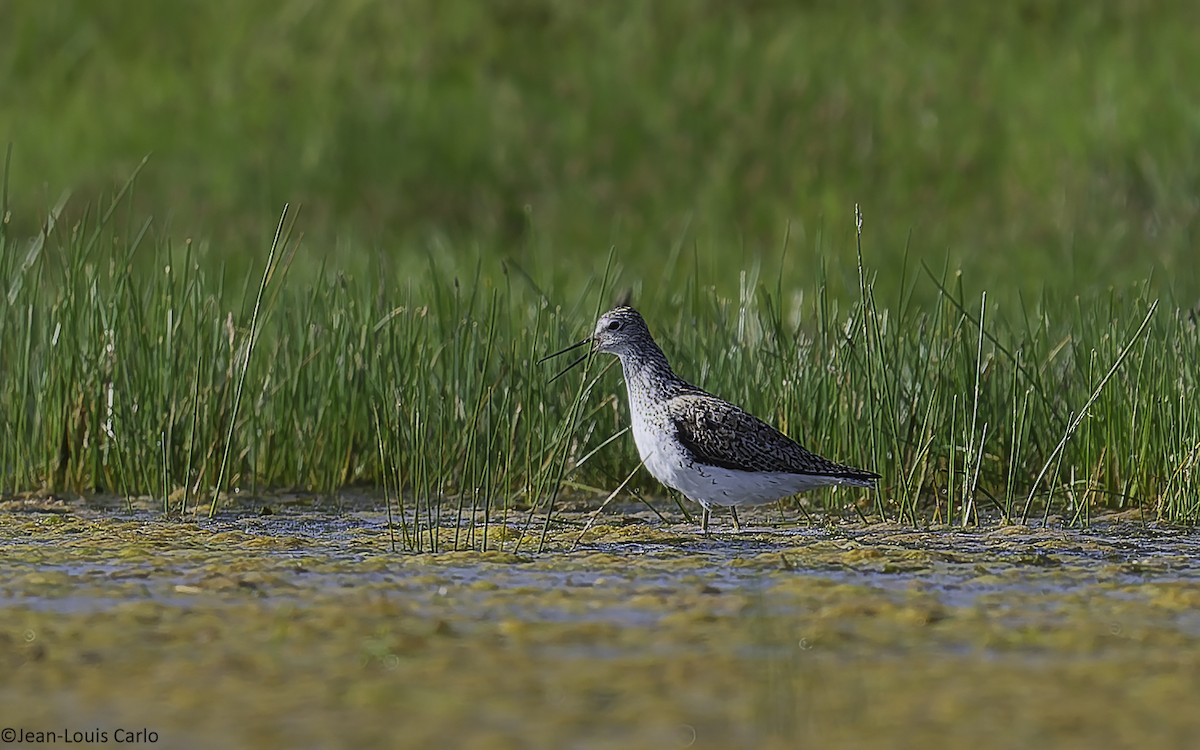 Marsh Sandpiper - ML638484361