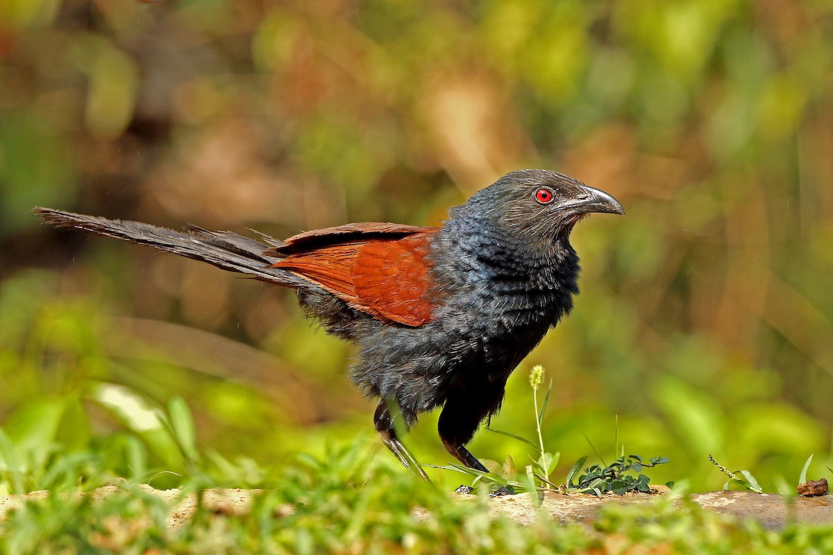 Greater Coucal - ML638484366