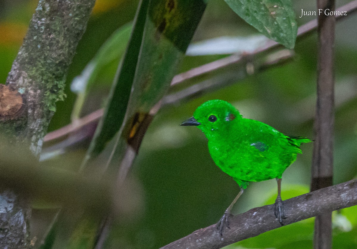 Glistening-green Tanager - ML638484369