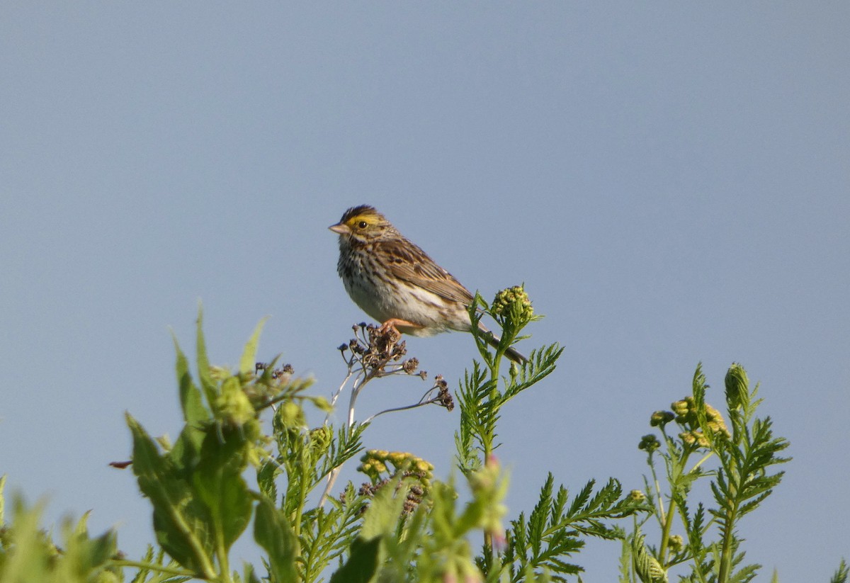 Savannah Sparrow - ML638484381