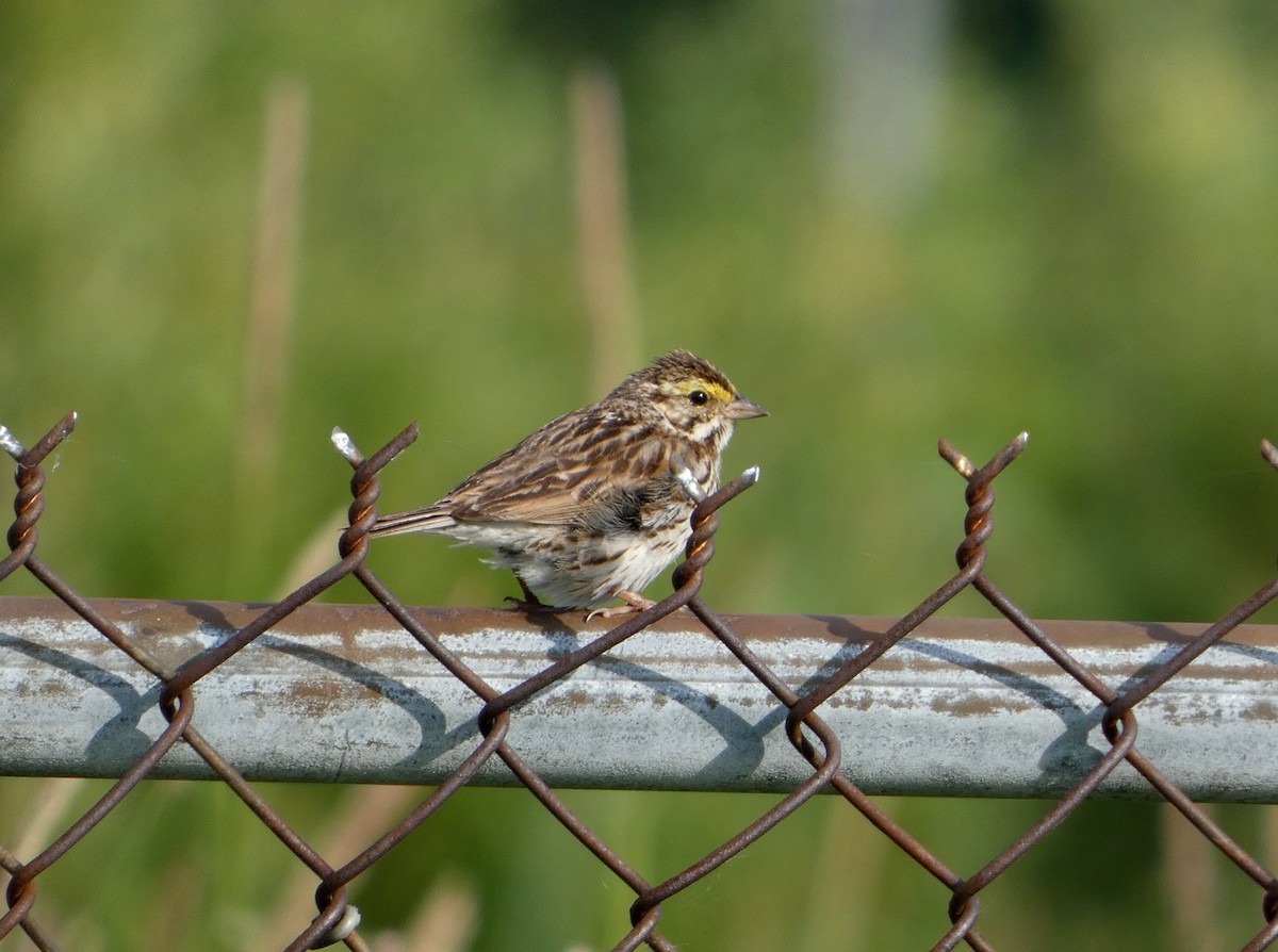 Savannah Sparrow - ML638484383