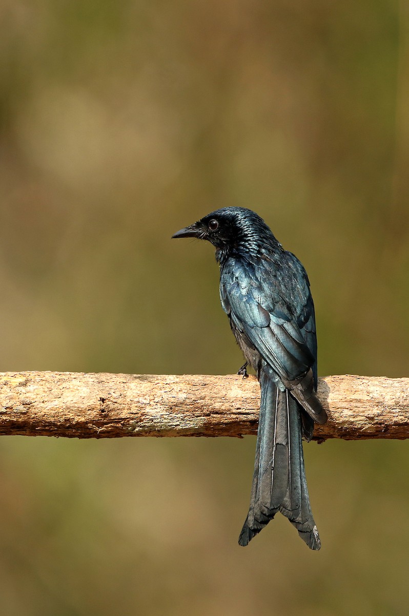 Bronzed Drongo - ML638484384