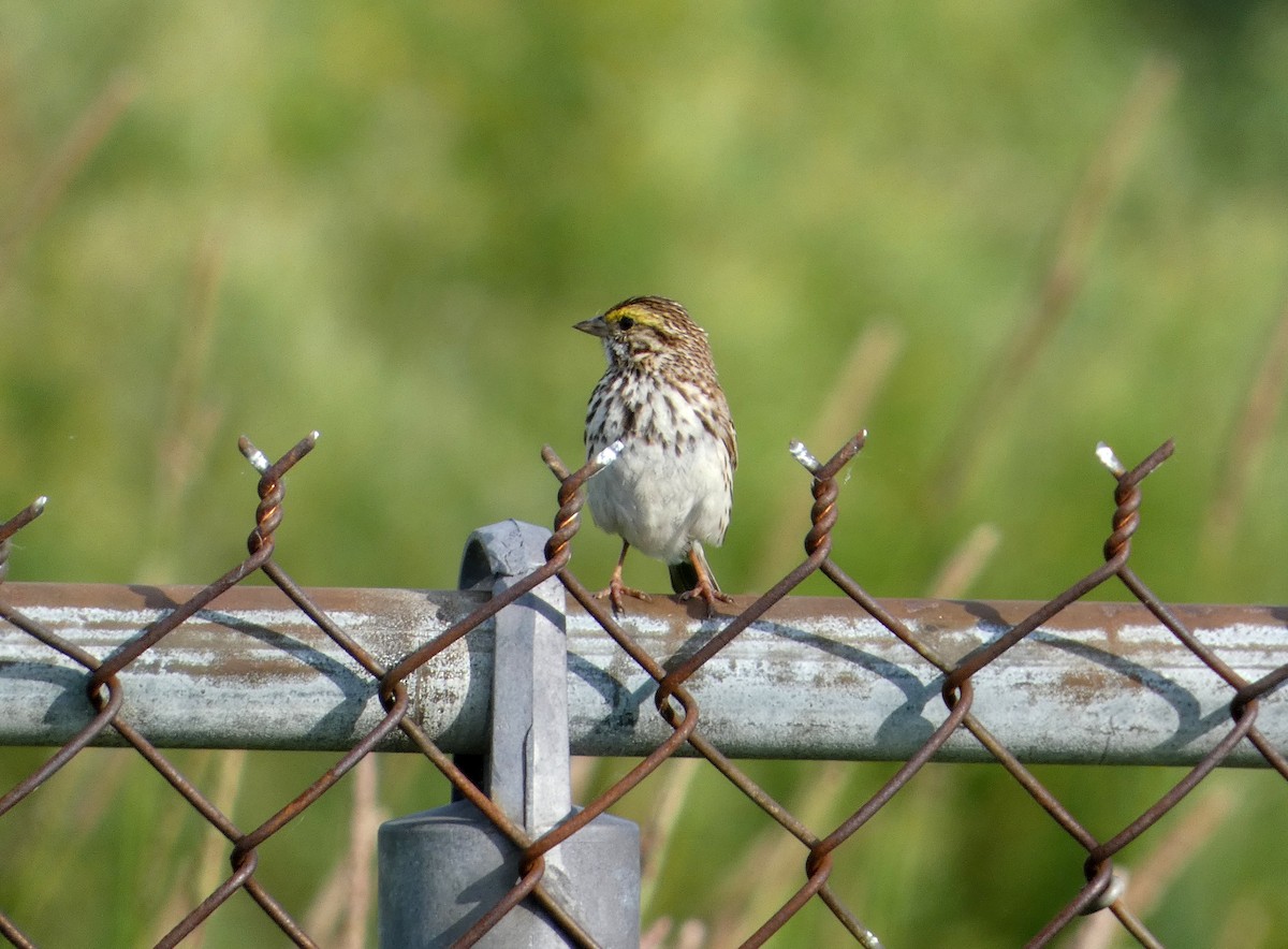 Savannah Sparrow - ML638484389